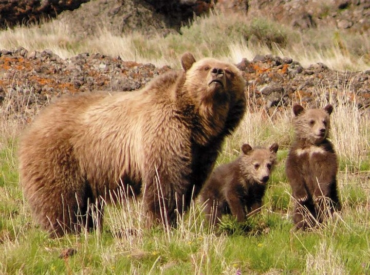 Brown bear watching