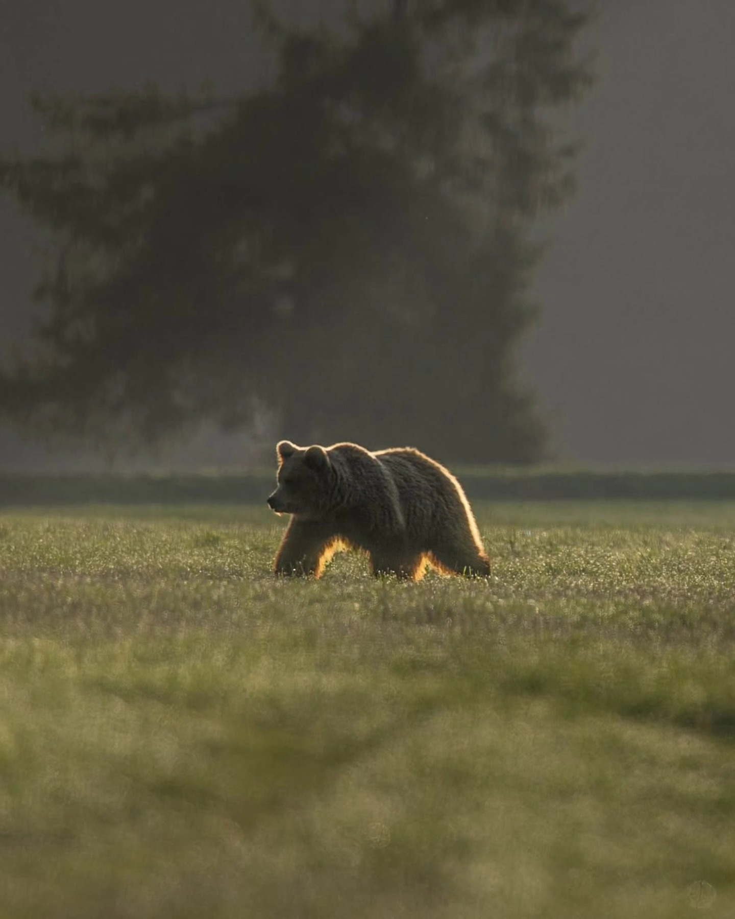 Observation des ours en Slovaquie