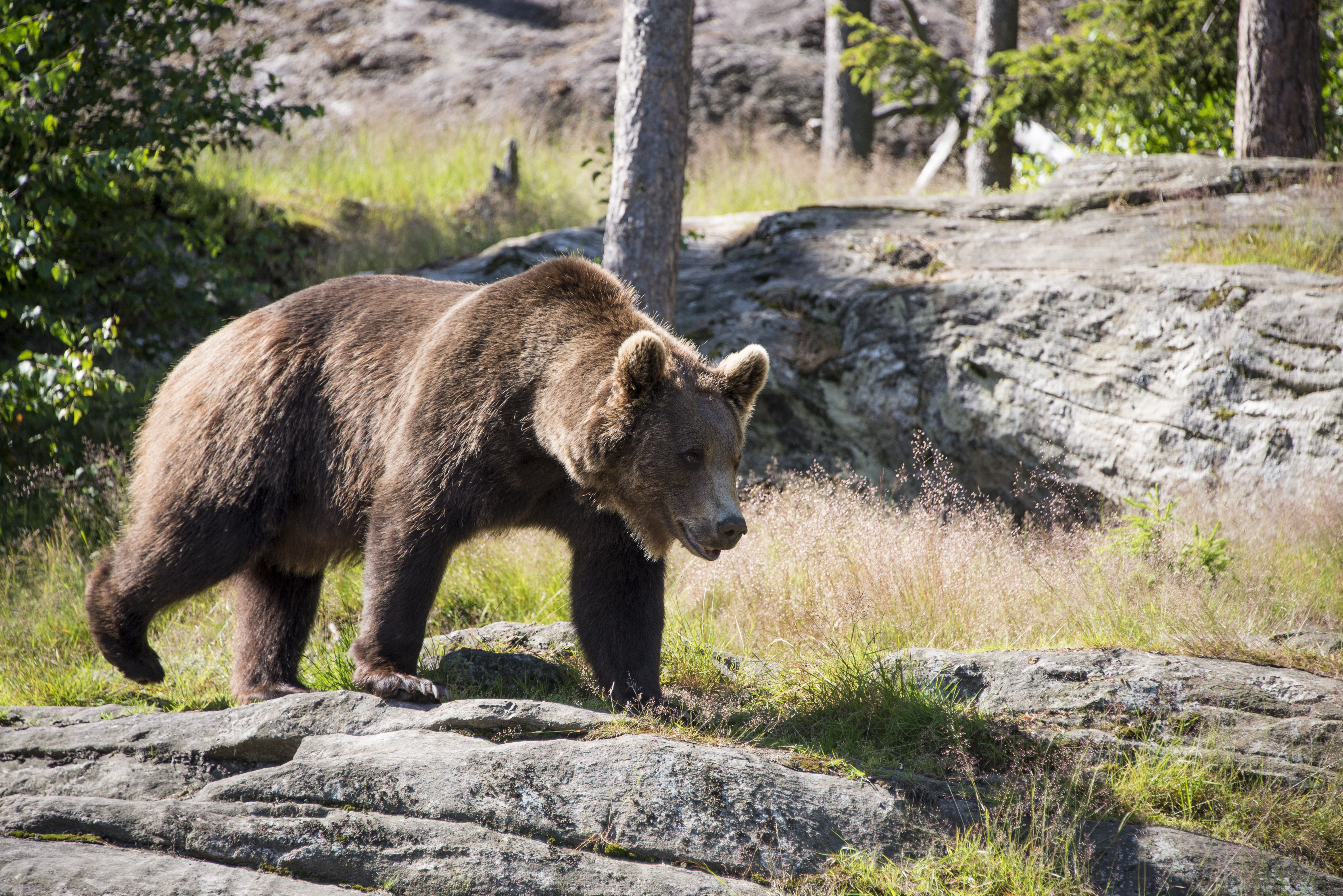 Brown bear watching