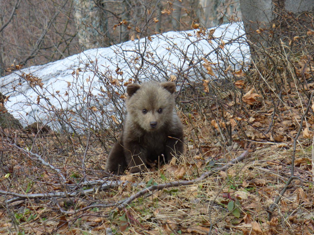 Observation des ours