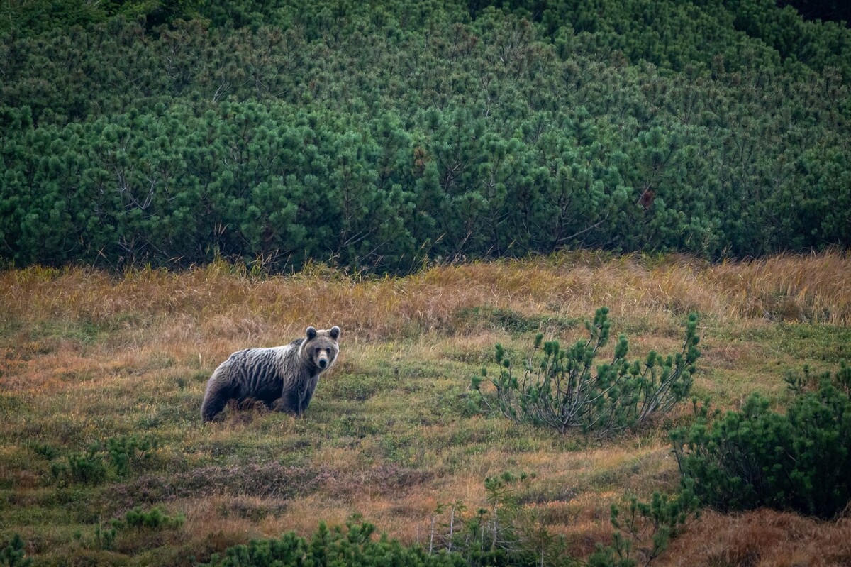 Bear watching Slovakia