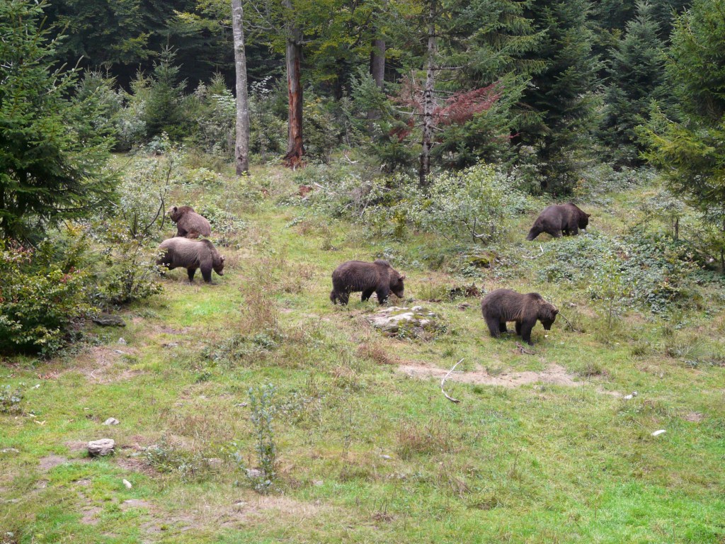 Observation des ours