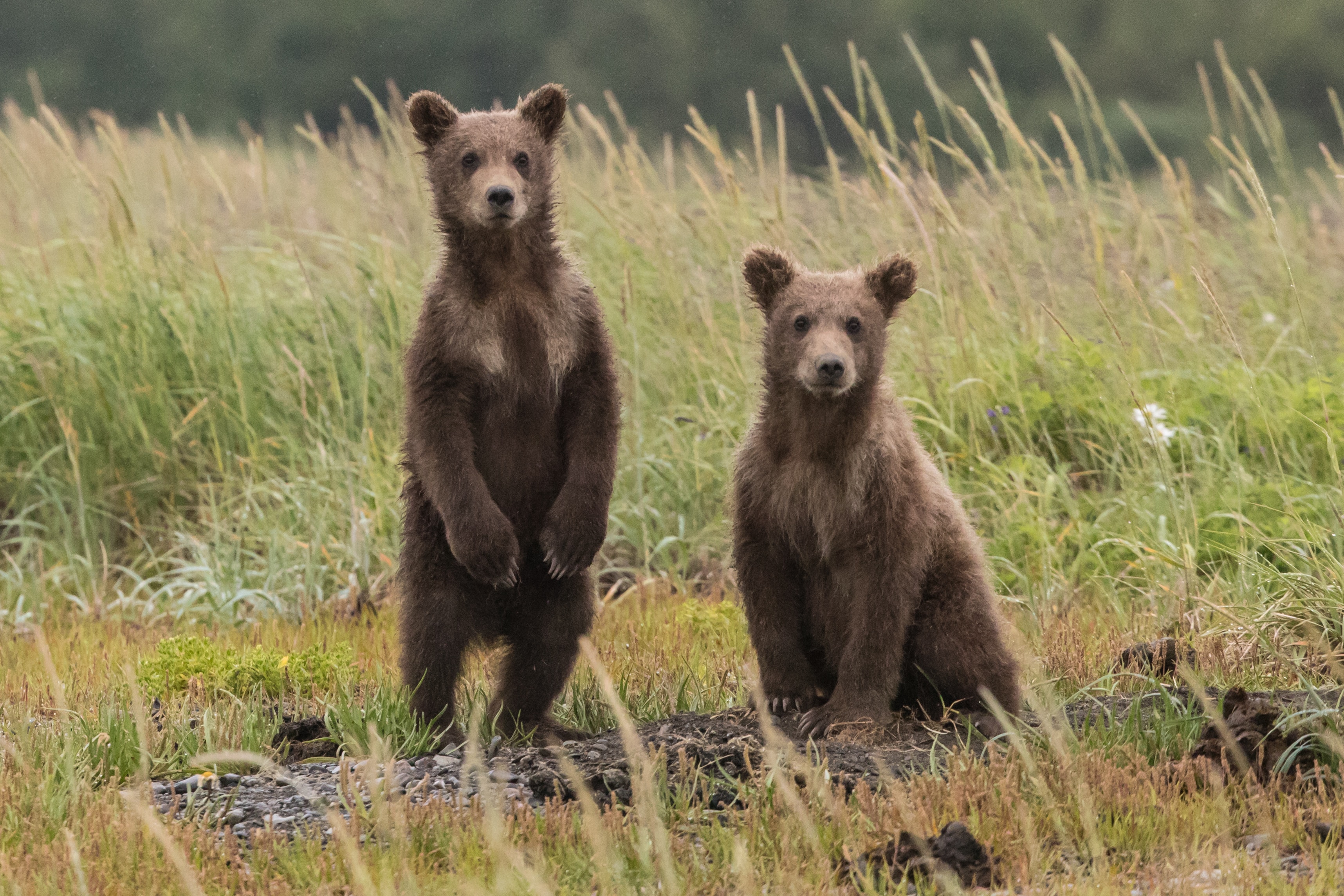 Observation des ours en Slovaquie