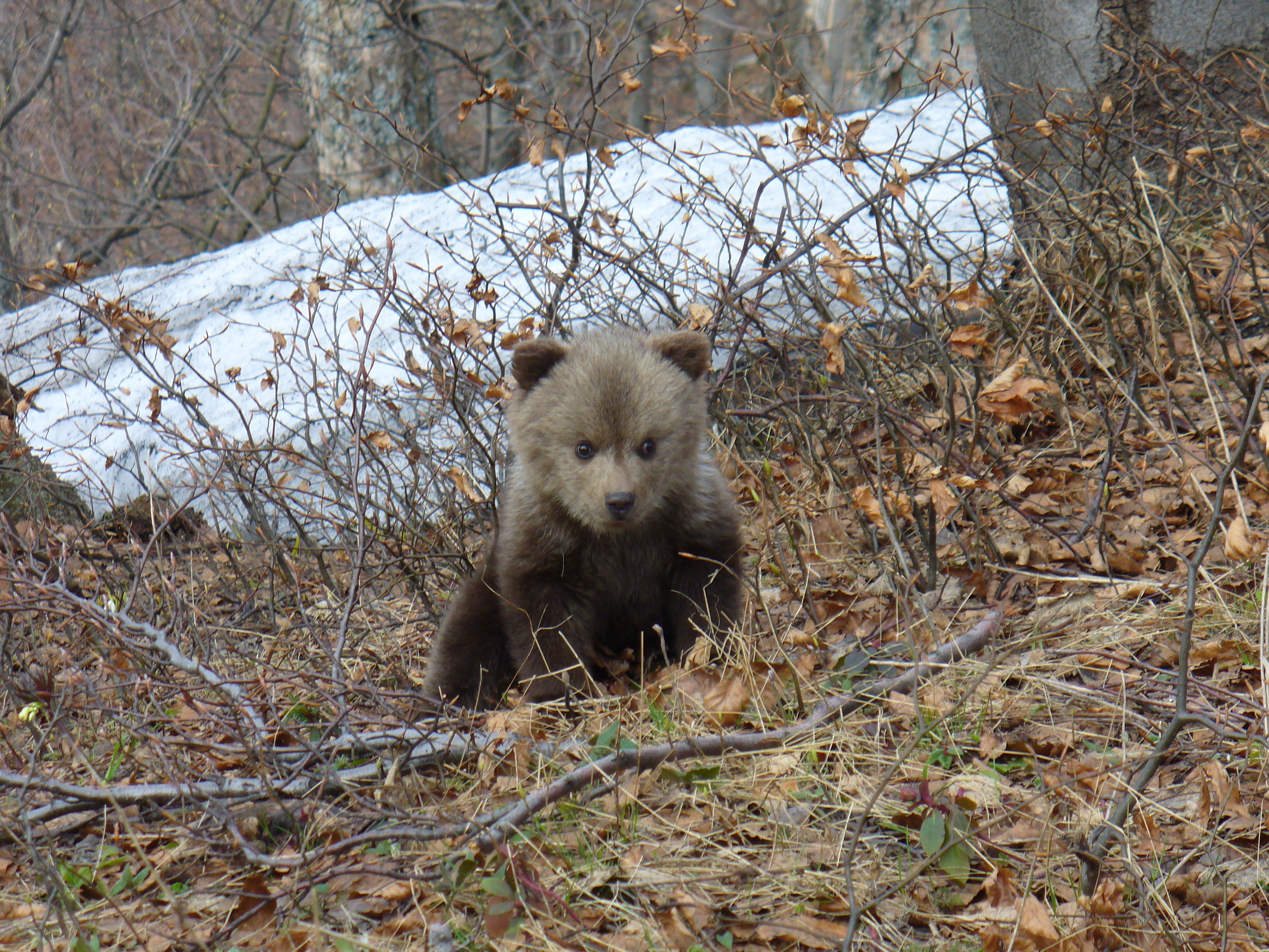 Observation des ours en Slovaquie