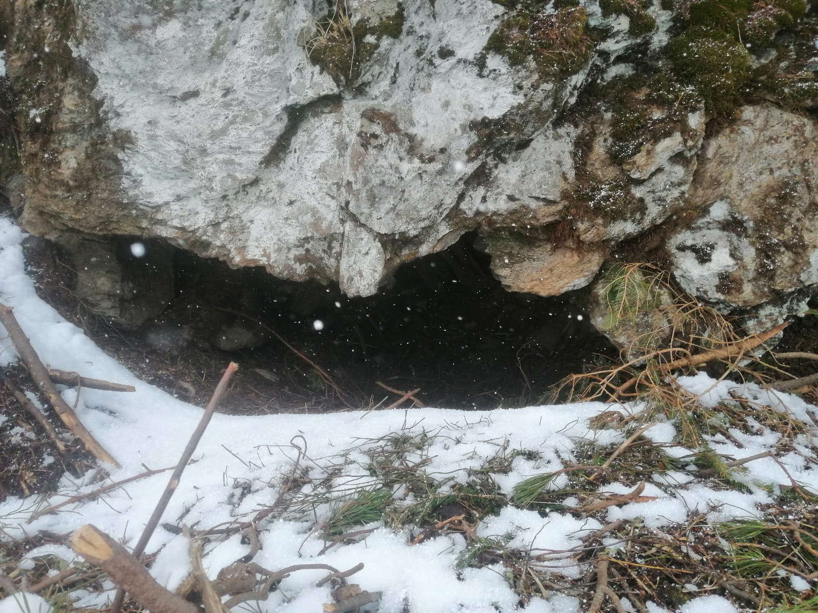 Observation des ours en Slovaquie