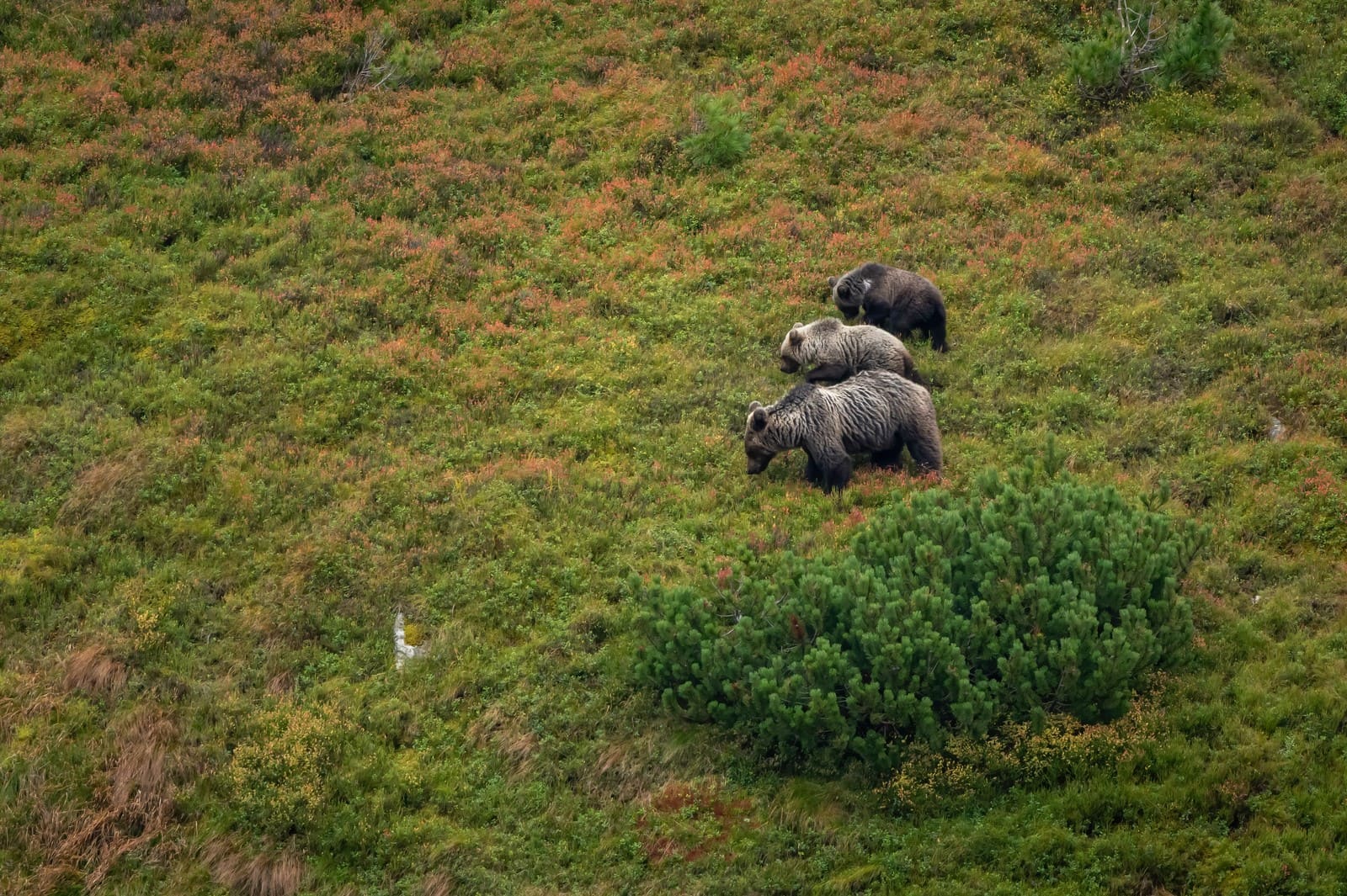 Observation des ours en Slovaquie