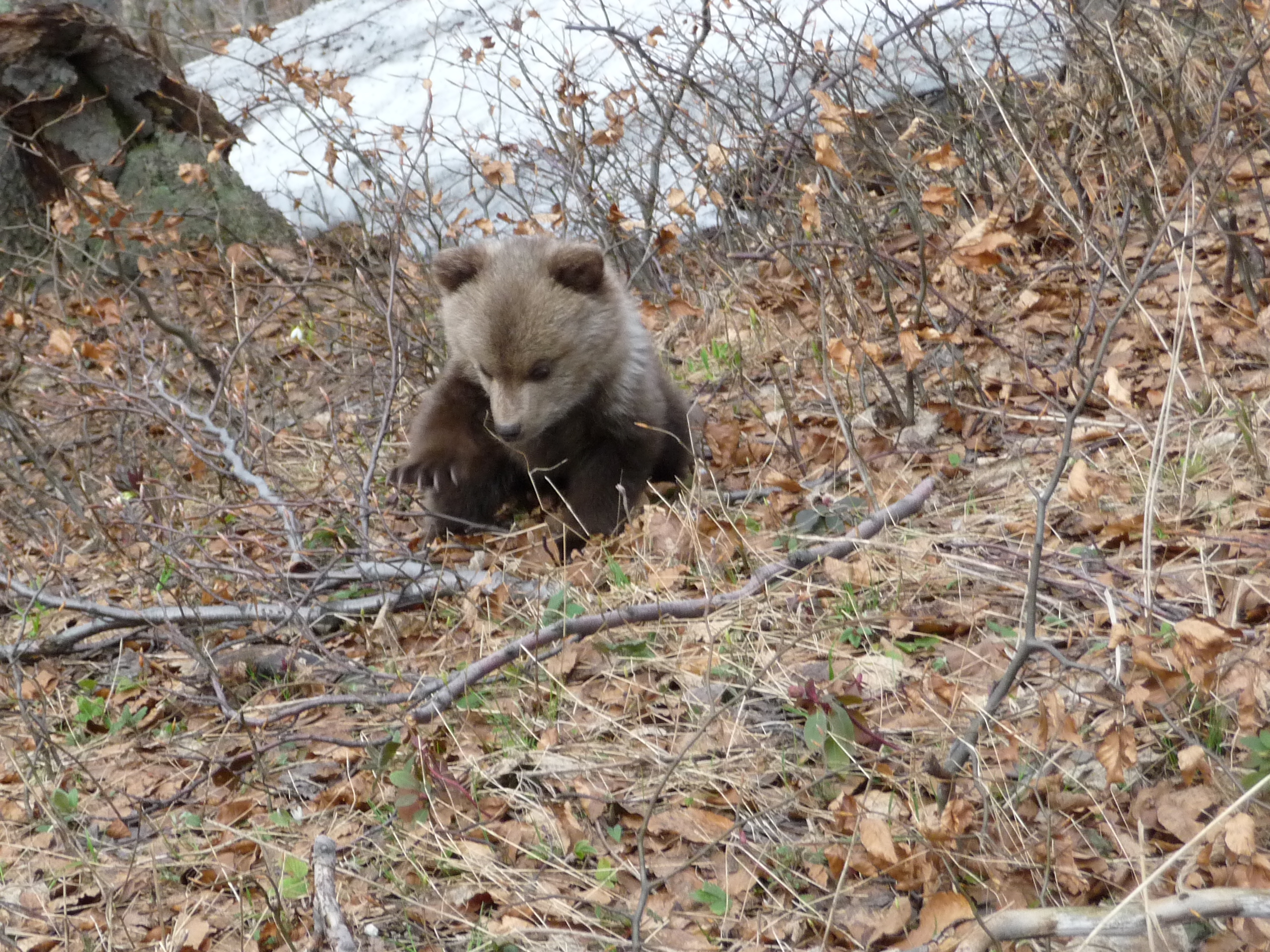 Observation des ours en Slovaquie