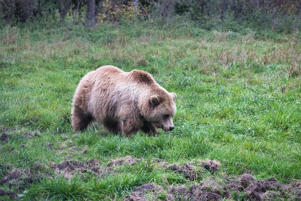 observation des ours