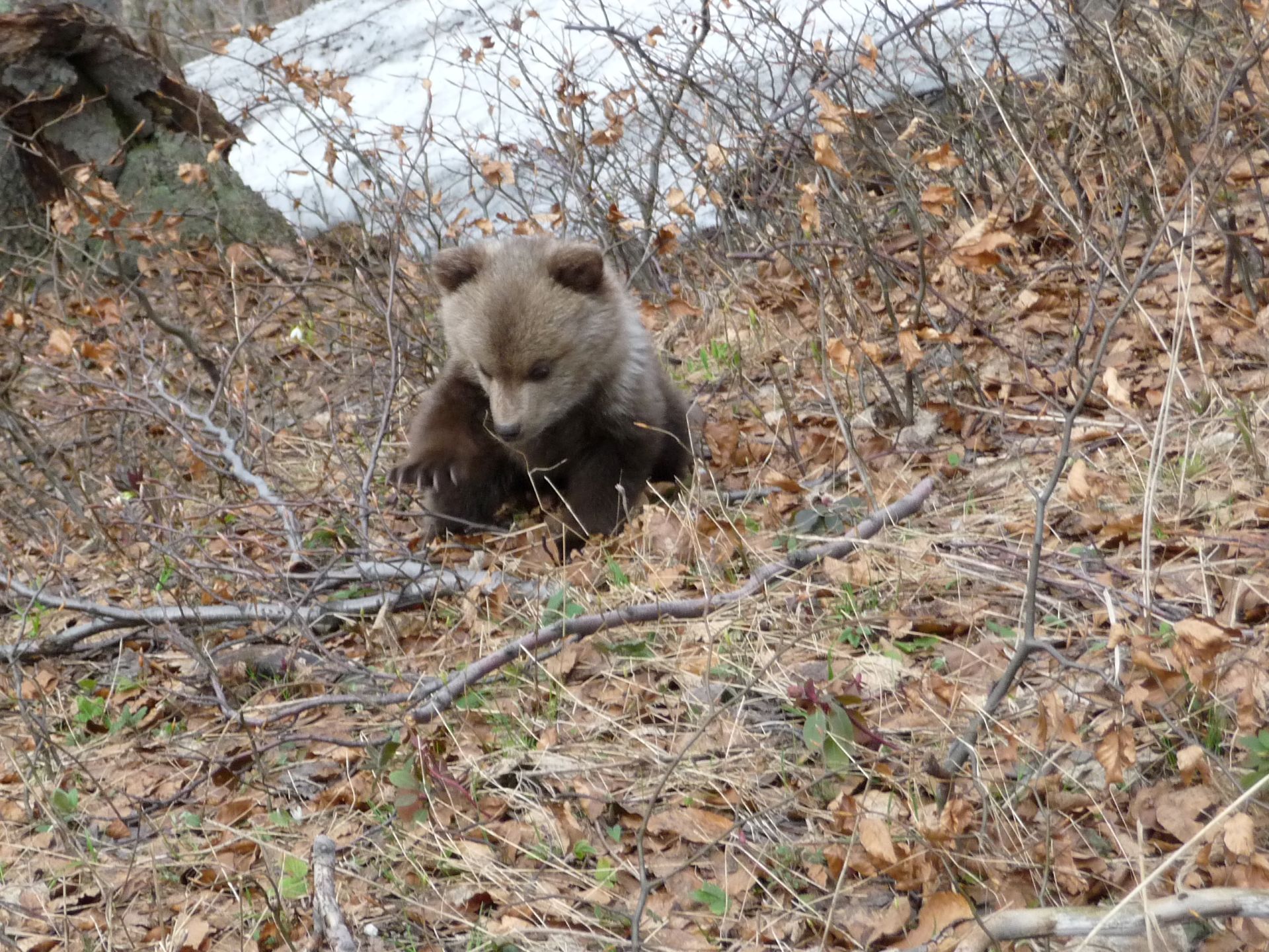 Observation des ours