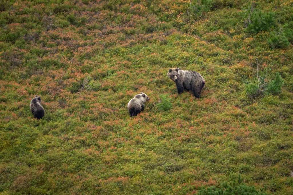 Observation des ours