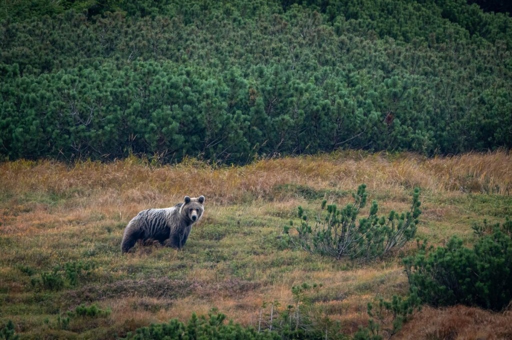 Observation des ours